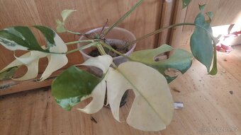 Monstera minima albo - 2