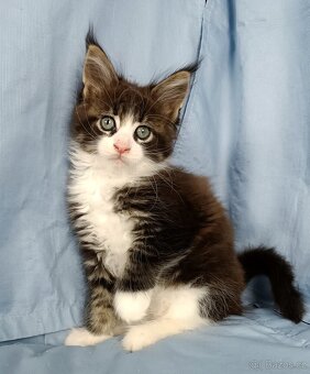 Mainská mývalí- koťátka s PP - 2