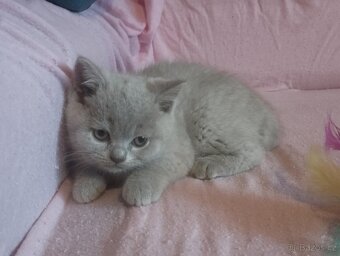Britská koťata - 2