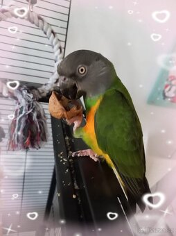 Papoušek Senegalský 7 let - 2