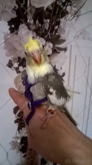 KORELA RUCNE DOKRMENA UCENA NA KSIRKY KLUK - 2