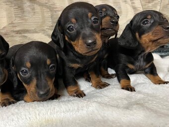 Jezevčík trpasličí - 2