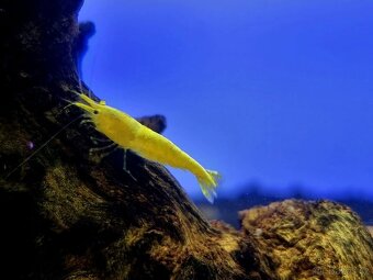 Prodám top krevetky - 2