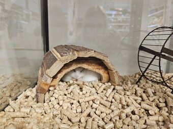 křečci džungarští - 2