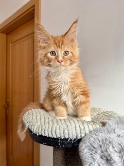 Mainská mývalí koťata s PP - 2