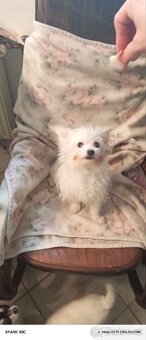 Oříšek čivavy - 2