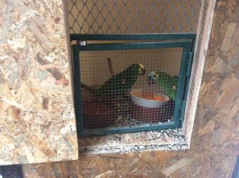 Amazoňan modročelý - 2