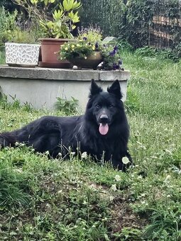 Daruji psa a Fenku - 2