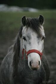 Pony klisna - 2