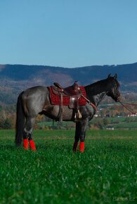 Quarter horse- připouštění (Bay roan) - 2