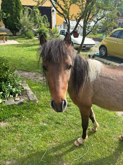 Mini hors - 2