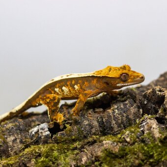 GeckoSVK - Pagekóny a krmivá - 2