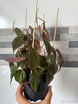 Philodendron scandens Micans - 2