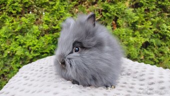 Zakrslý králík, králíček -(TEDDY)-OLAF,OLINA,OLIVER - 2