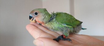 Agapornis růžohrdlý ručně dokrmený - 2