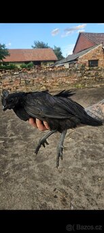 Ayam Cemani kohout - 2