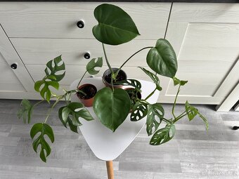 Monstera Monkey mask, Deliciosa, Minima - 2