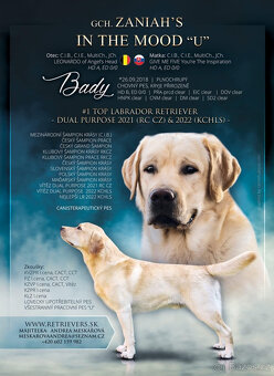 Labrador štěňata s PP - 2