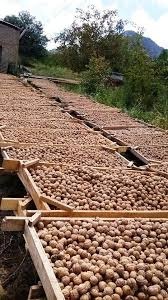 Vlašské ořechy - 2