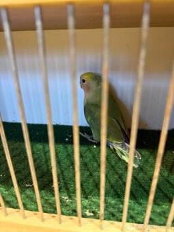 Agapornis ruzohrdlý letošní - 2