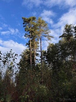 Prodám lesní pozemky v k.ú. Ločenice, p.č. 1452 a 1453 - 2