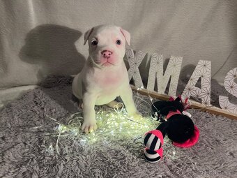 American bully pocket - 2