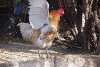 prodám 2 kohoutky - kříženci lehkých plemen - 2