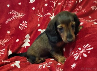 PES JAZVECIK TMAVA SRST - 2