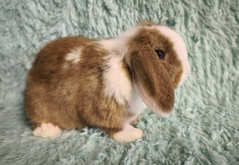 ⭐️ Vánoční ⭐️ Zakrslí beránci 🍀⭐️🍀 - 2