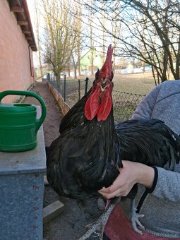 Australka velká černá - kohout - 2