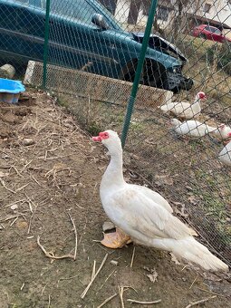 Kachna Čínská - Kačer - 2