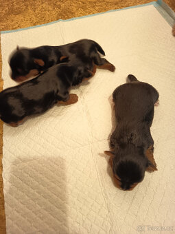 jorkšírský teriér - 2