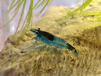 Krevetky Neocaridina var. Blue Rili - 2