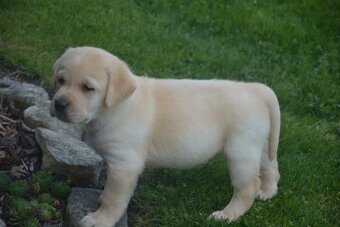 Labrador - 2