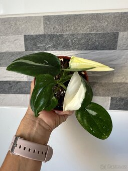 Monstera standleyana,,COBRA'' panašovaná - 2