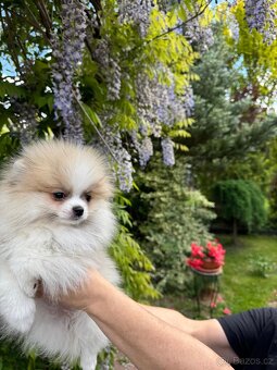 Pomeranian s p.p - 2