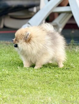 Pomeranian s PP - 2
