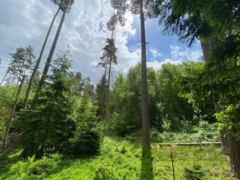 Lesní pozemek Lštění nad Zubřinou - 2