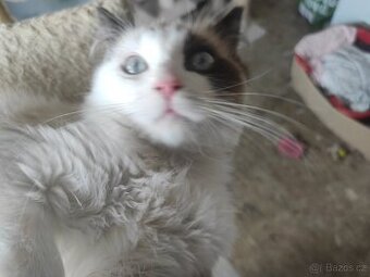 Ragdoll kocourek bez PP - 2