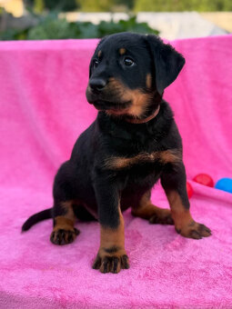 Beauceron štěňátka s PP ze zahraničního spojení - 2