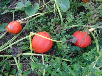 Dýně Hokkaido Uchiki Kuri - 2