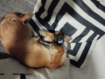 Čivava dlouhosrstá - 2