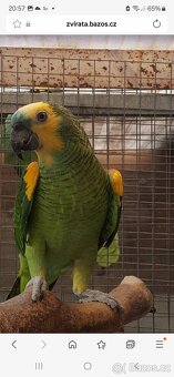 Koupím Amazonan modrocely - 2