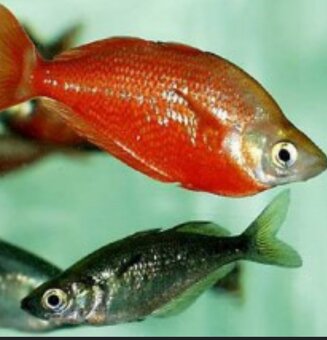 Gavunek lososovy - 2