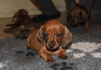 Jezevčíka trpasličí krátkosrstý - 2