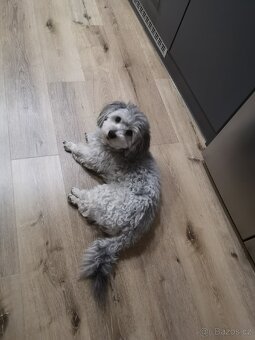 Havansky psík ke krytí - 2