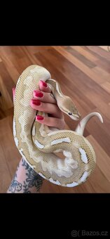 Krajta královská s teráriem - 2