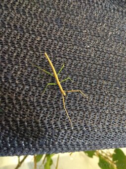 Pakobylka Rohatá - vajíčka - 2