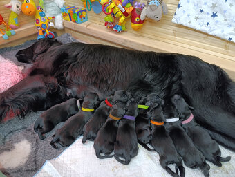 Flat coated retriever - 2