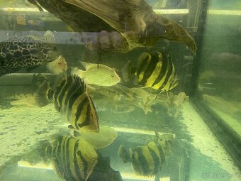 Prodam arowana , cichla , pirana….. - 2
